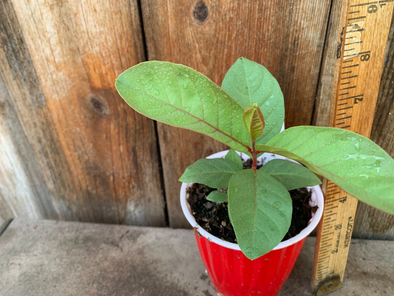1 Sweet Ruby Supreme Big Fruit Guava Starter Tree, Psidium guajava Tree App 50″