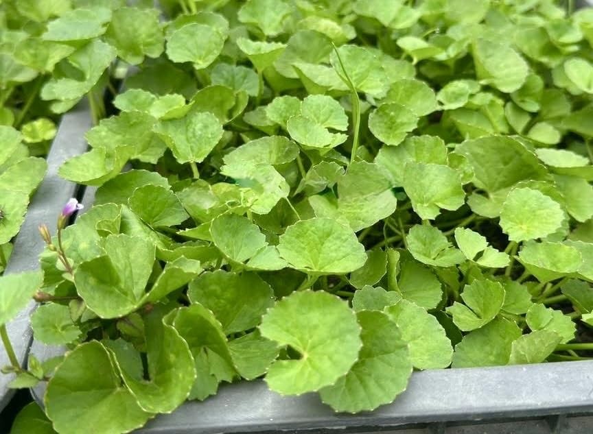 1200 Centella Seeds – Gotu Kola, Rau Má, Asiatica, Asiatic Green