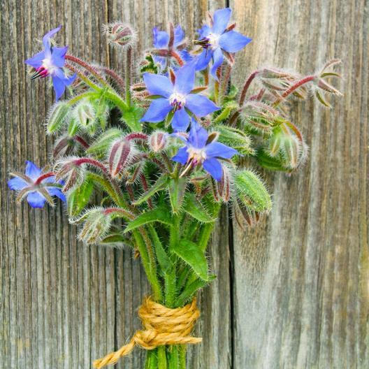 BORAGE Blue Edible Herb Candied Flowers Companion to Tomatoes Non-GMO 100 Seeds