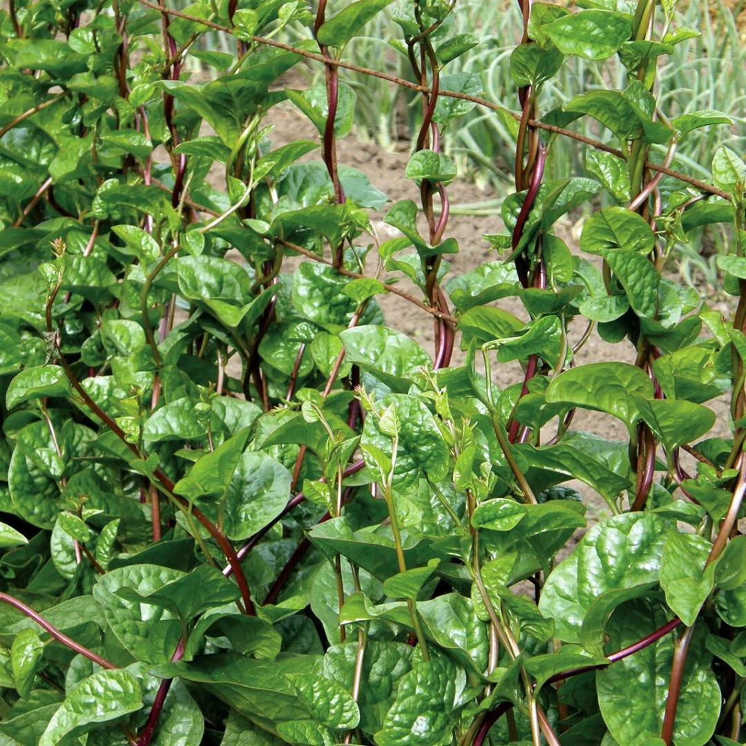 Fresh Red Malabar Spinach Seeds | Mong Toi | Heirloom Non-GMO | Asian Vegetable