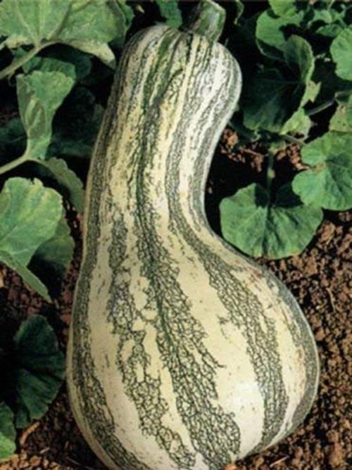 Fresh Heirloom Cushaw Green Striped Pumpkin Winter Squash – 35 Seeds – HIGH Yiel