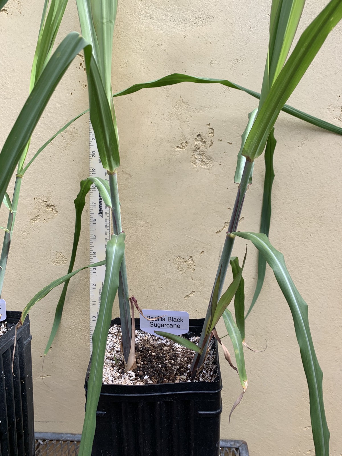 Badilla Black Sugarcane Plant, Sugar Cane, Large Size