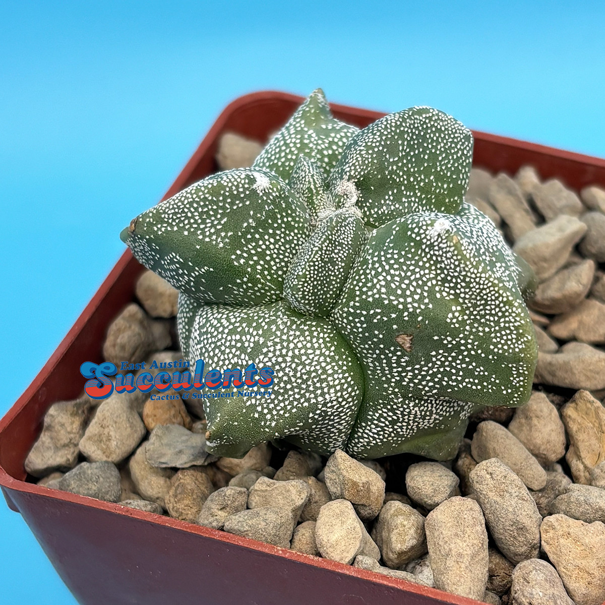 Astrophytum myriostigma ‘Alien’ (124) Live Rooted Cactus