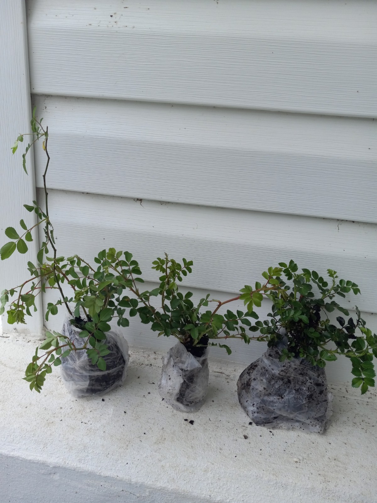 White Climbing Rose – Live Plant