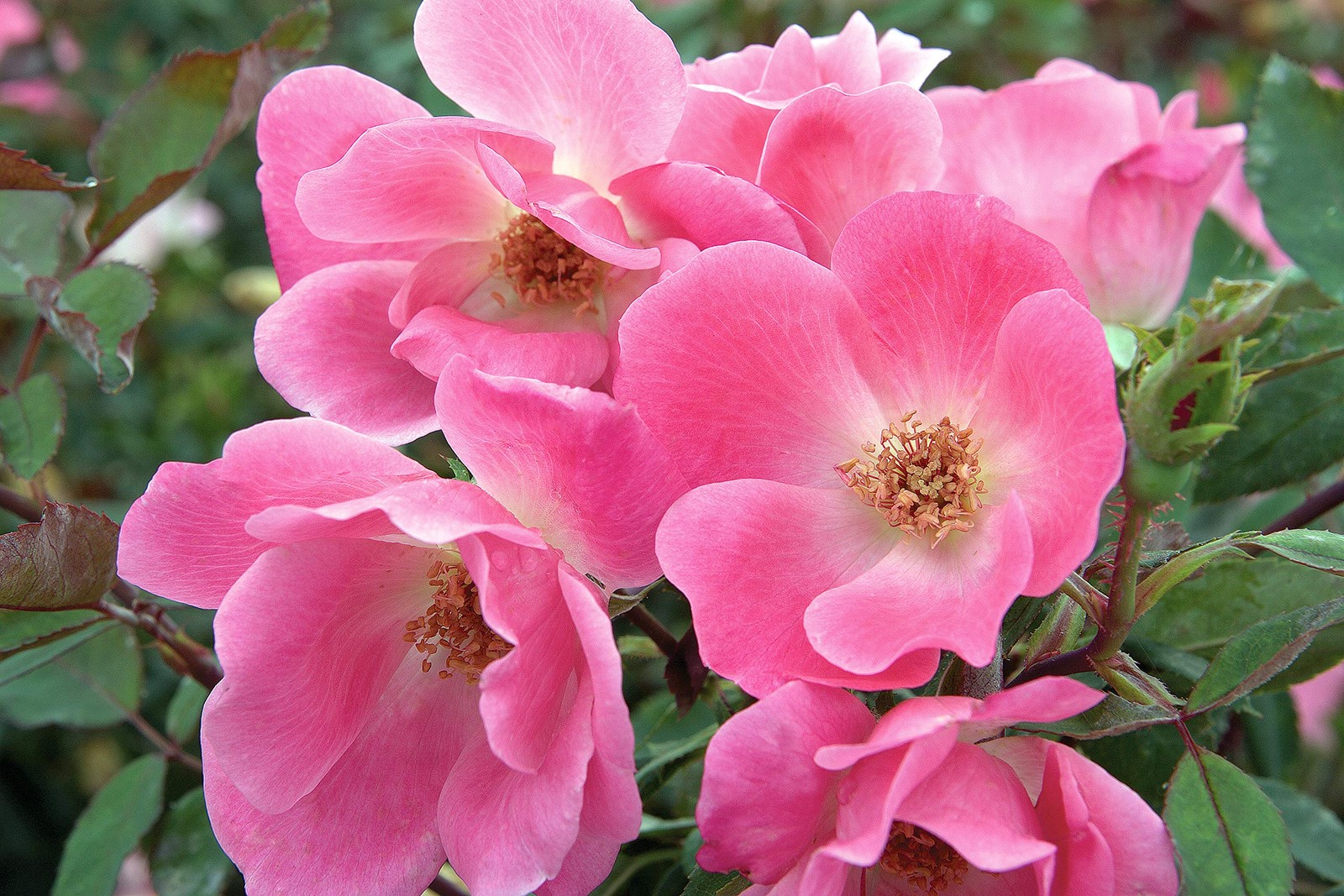 Green Promise Farms Rosa Knock Out Reblooming Rose 3 Size Container Pink Flower