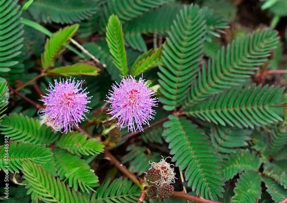 400+ Lajwanti Asian Mimosa Pudica – Sensitive Plant Seeds Medicinal plant
