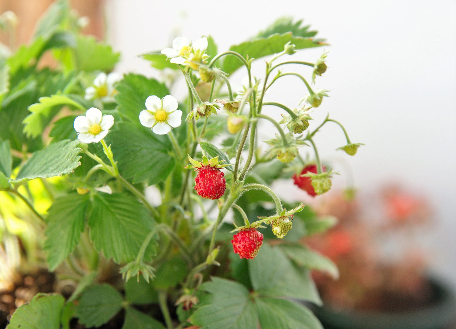 50 ALEXANDRIA STRAWBERRY Everbearing Alpine Fragaria Vesca Red Berry Fruit Seeds