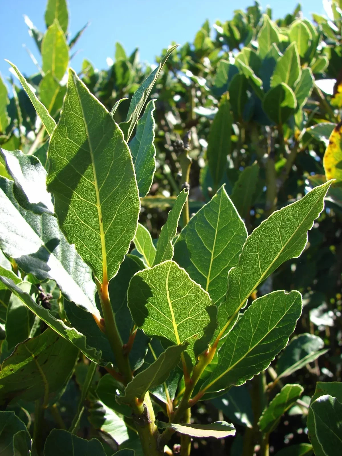 Laurus nobilis – ‘Bay Leaf Tree’ – Bay Laurel or Sweet Bay