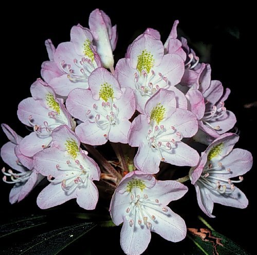 Rosebay Rhododendron, Rhododendron maximum, Shrub Seeds