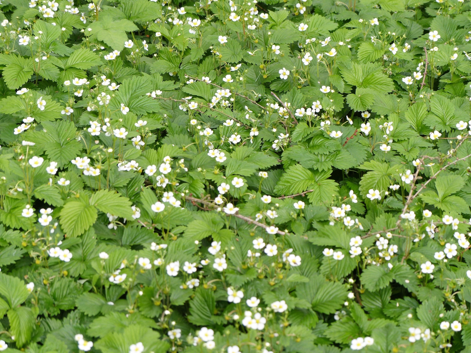 100 YELLOW WONDER STRAWBERRY Everbearing Heirloom Fragaria Vesca Fruit Seeds