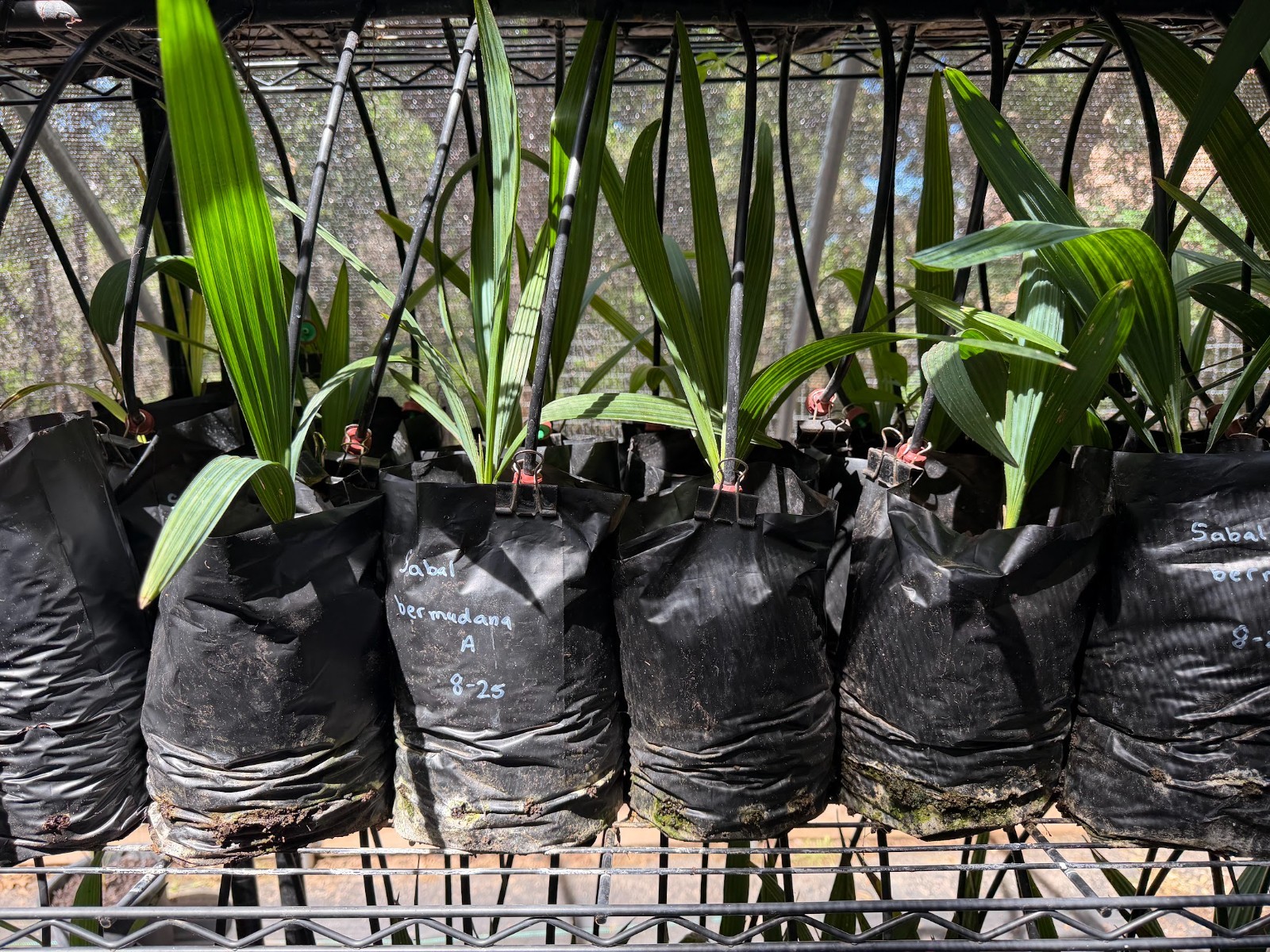 Sabal bermudana seedlings *rare beautiful palms!*