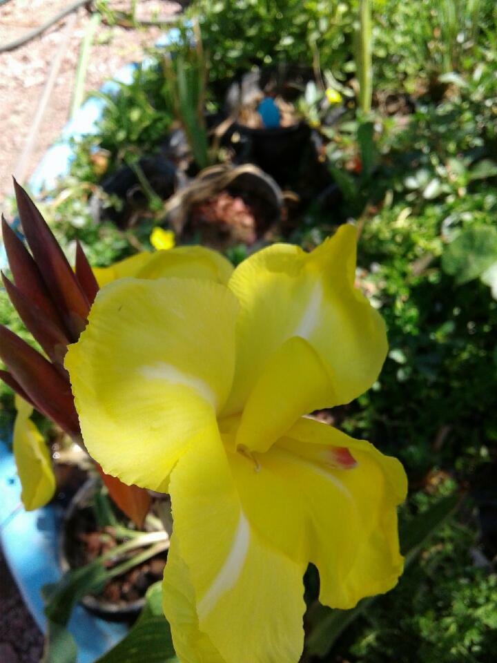 2 Orange /yellow Canna Lily King Humbert bog pond plant (not just a rhizome)