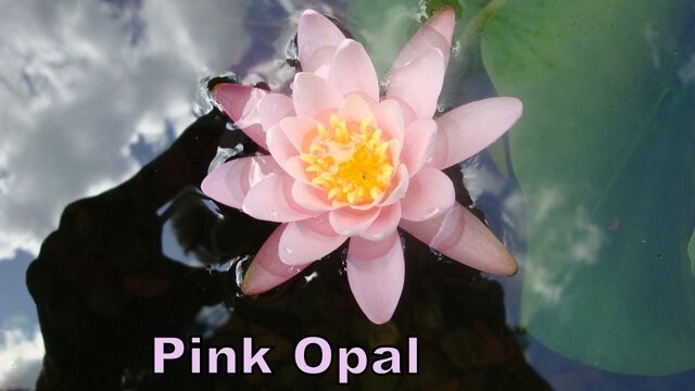 SUNFIRE water lily – hardy pond plant – FOR CHARITY – Nice tuber!