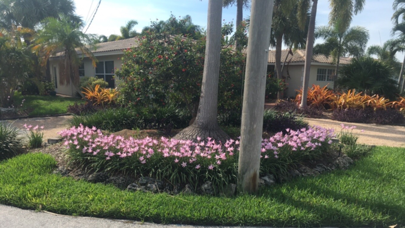 Zephyranthes Fadjar Pink Lot 102 Bulbs Rain Lilies Fairy Lily Atamasco lily