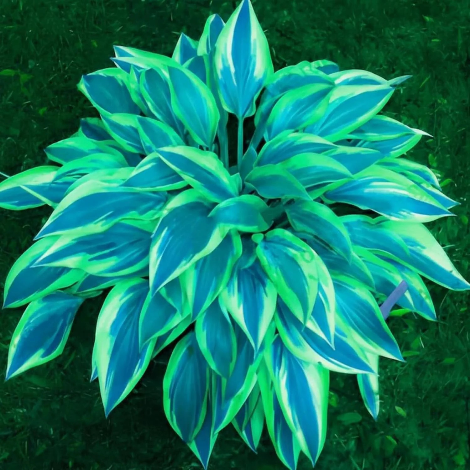 200+ Hosta Seeds Perennial Hosta Seeds for Planting Outdoor Garden Attract Polli