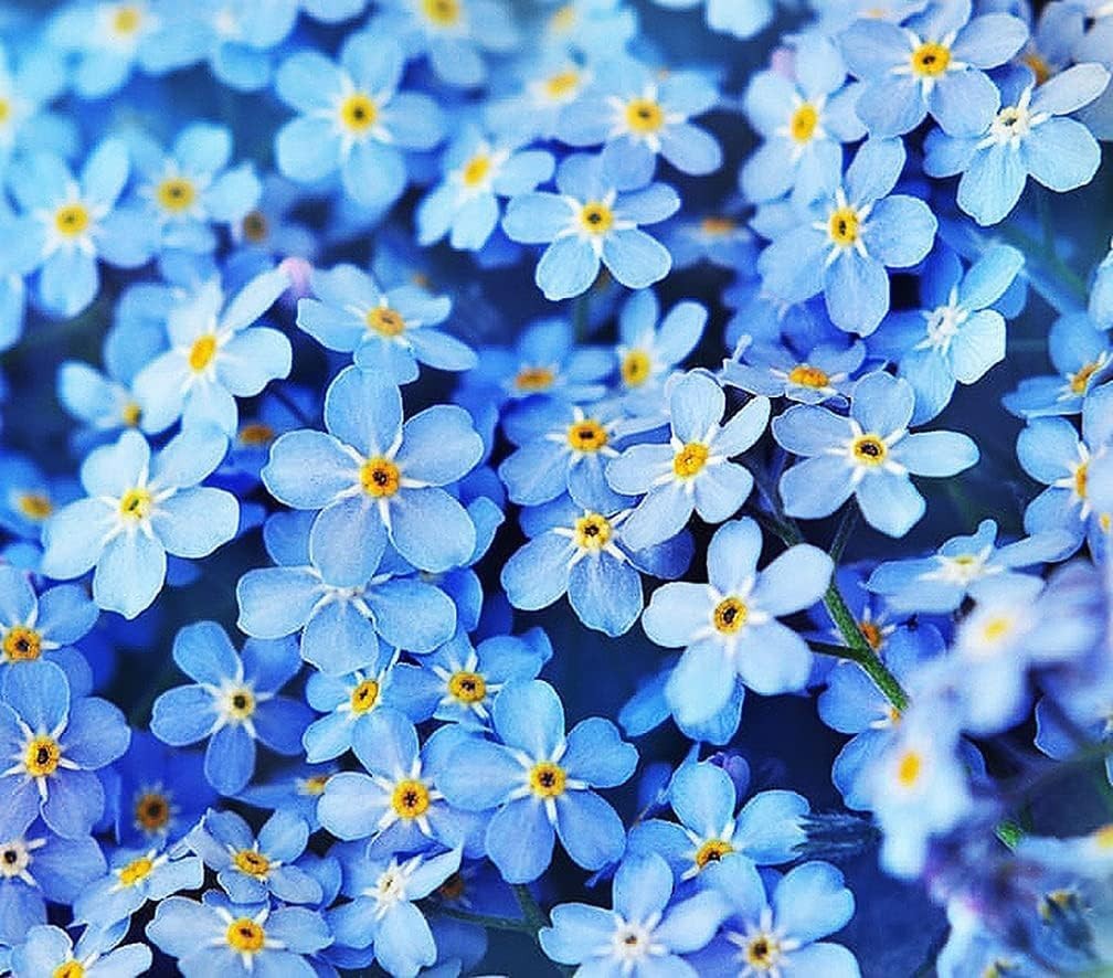 Bulk Forget Me Not Seeds – 5000 Count for Pollinator Gardens – Easy to Grow