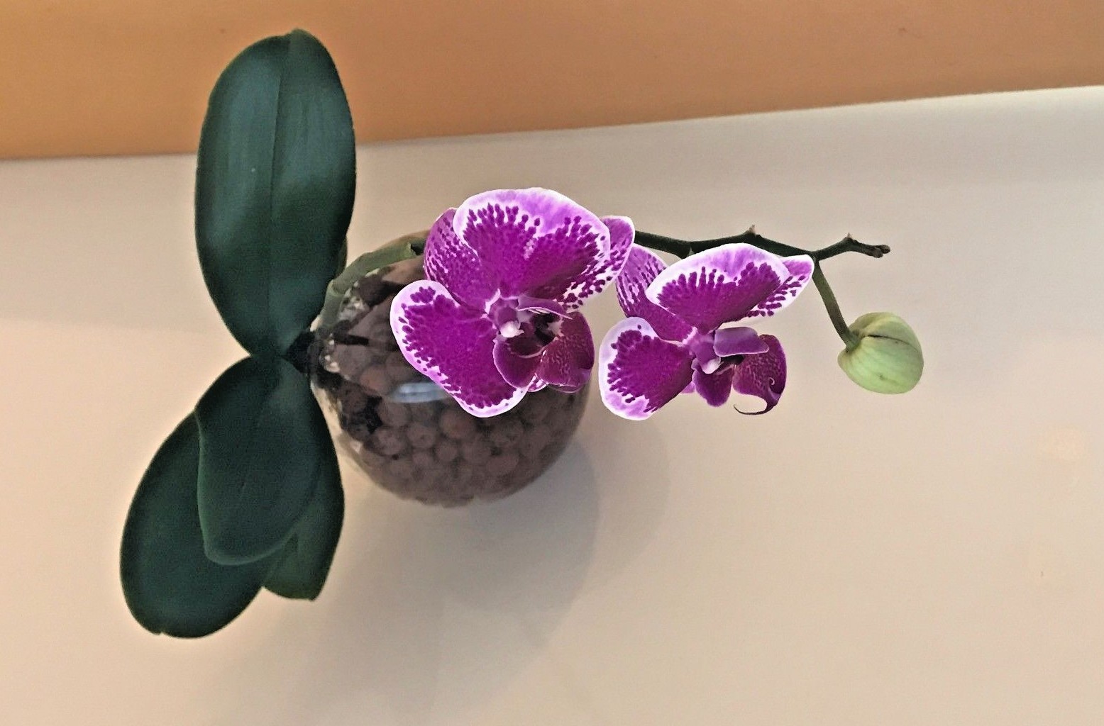 5+ Live Orchids (Cattleya,Oncidium,Dendrobium,Vanda,Phalaenopsis)