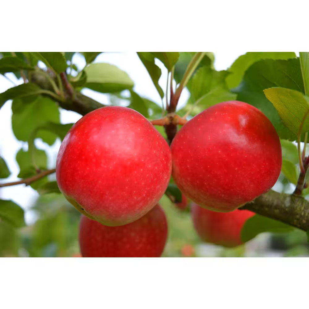4-In-1 Apple Jubilee Tree Bare Root