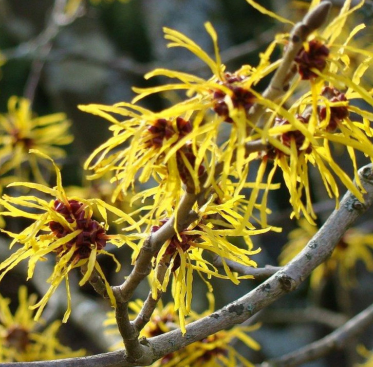 Live Witch Hazel Plant – Quart Pot – Hamamelis Tree for Garden & Fall Blooms