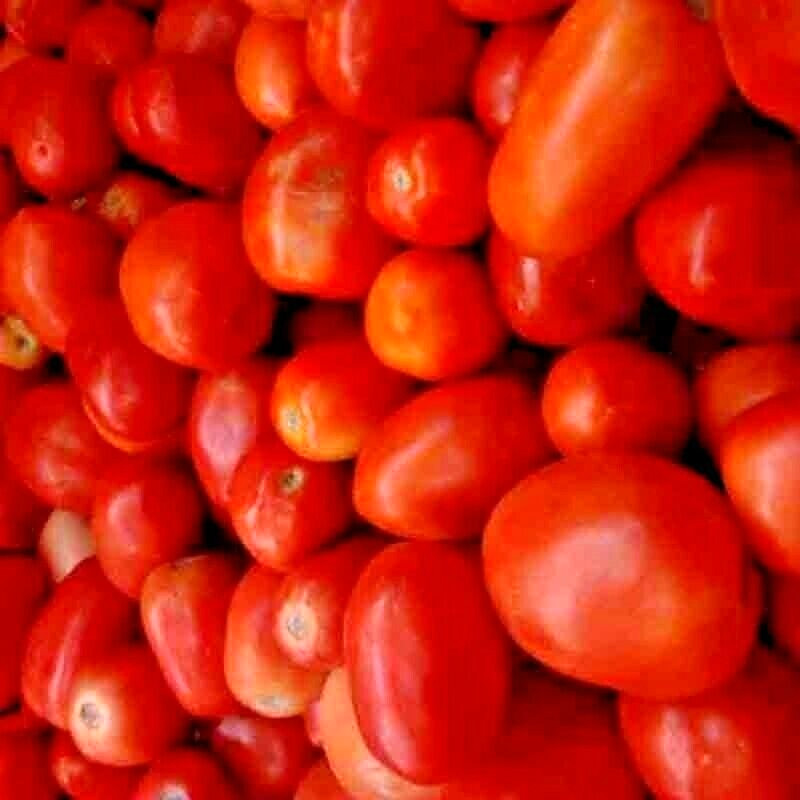 100 ROMA TOMATO SEEDS NON-GMO SPRING VEGETABLE GARDEN HEIRLOOM TASTY SAUCES US