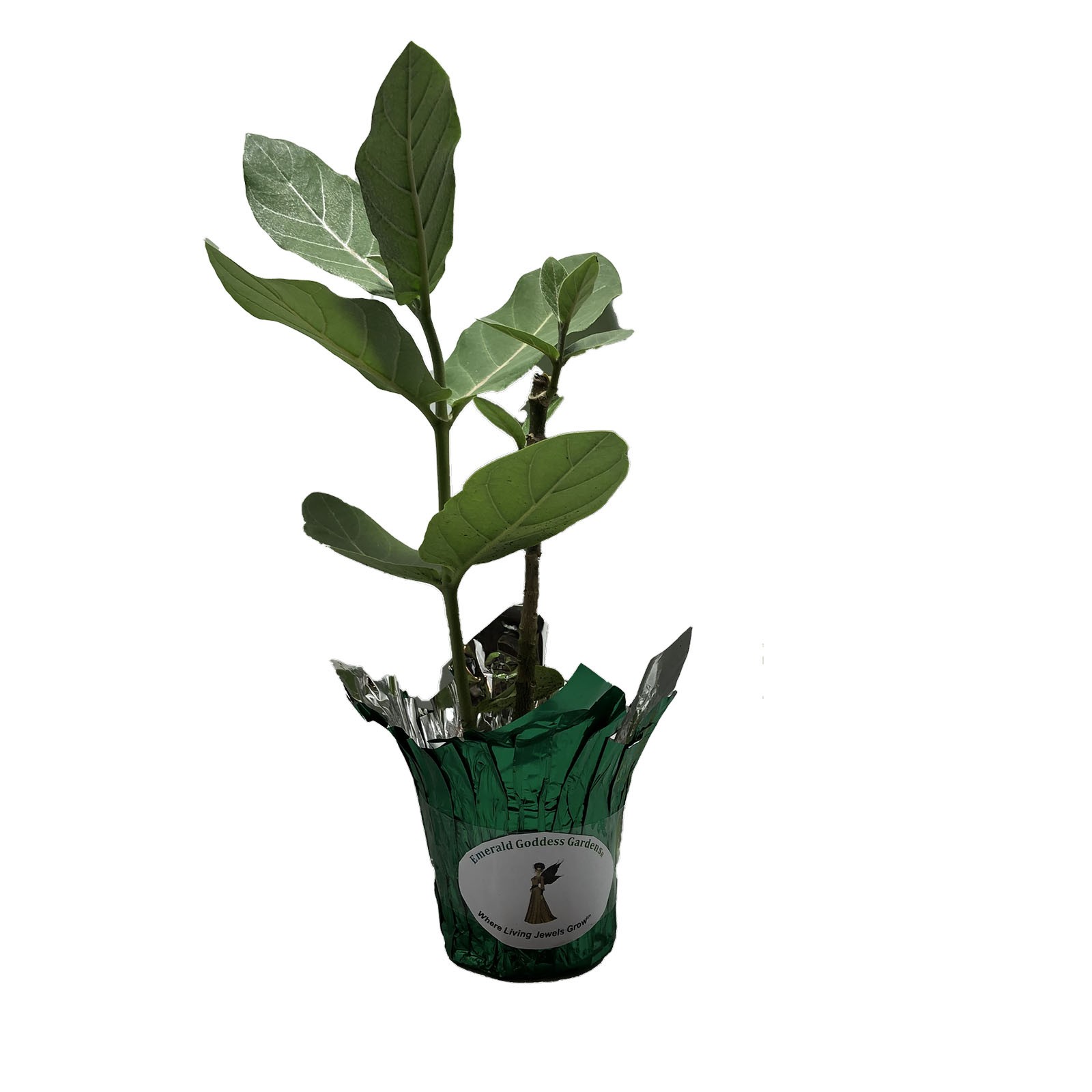 Calotropis Gigantea Giant Milkweed Tree Plant Butterfly Garden Purple Flower