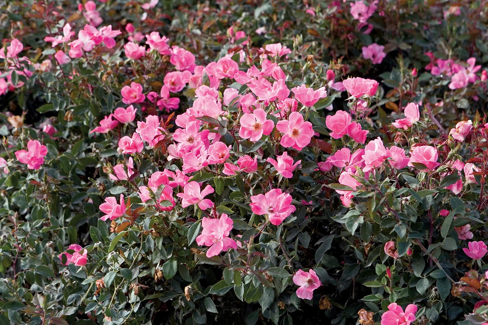 Green Promise Farms Rosa Knock Out Reblooming Rose 3 Size Container Pink Flower