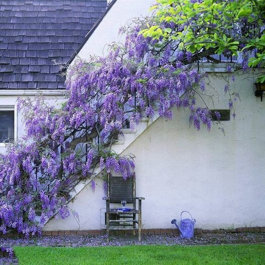 10 JAPANESE WISTERIA Floribunda Flower Purple Ornamental Vine Climber Seeds