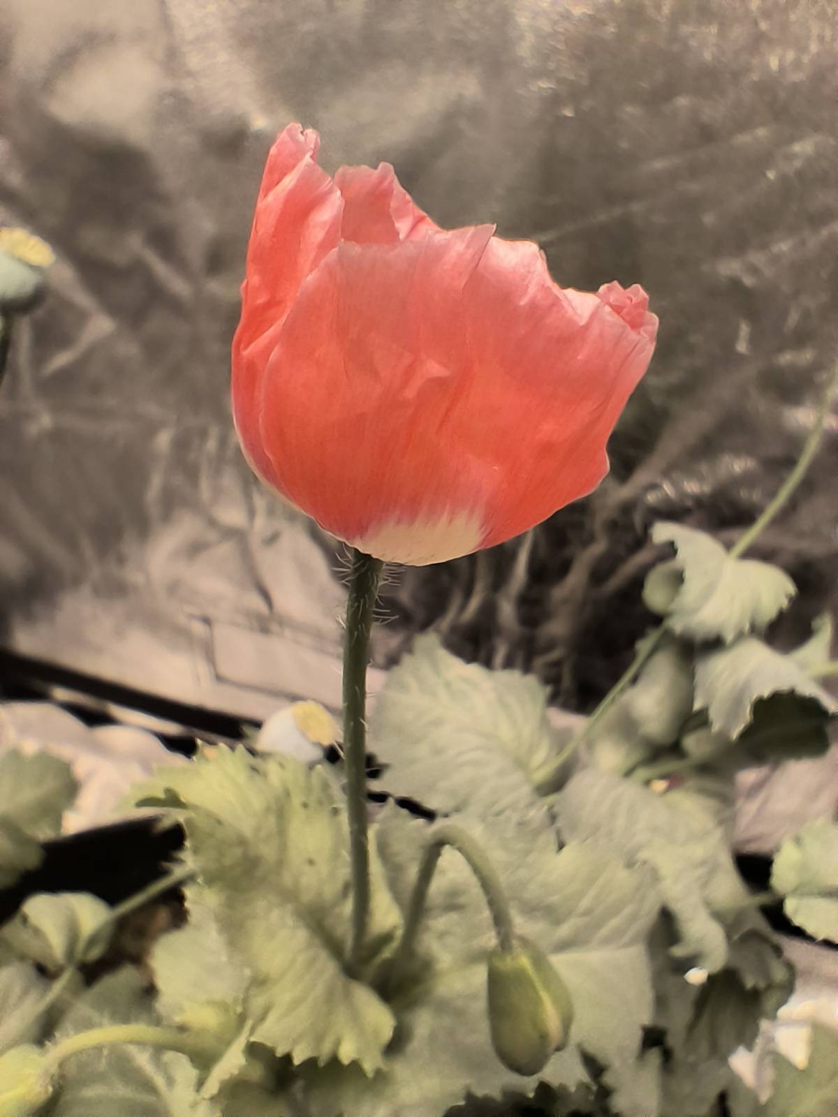 500 Queen’s Poppy Seeds P. Somniferum – Very Rare – Salmon & White Blooms