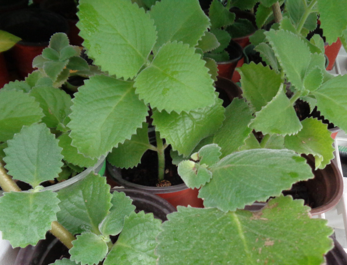 Cuban Oregano Mexican Mint Spanish Thyme Well Rooted Starter Plant 5-7″ Bareroot