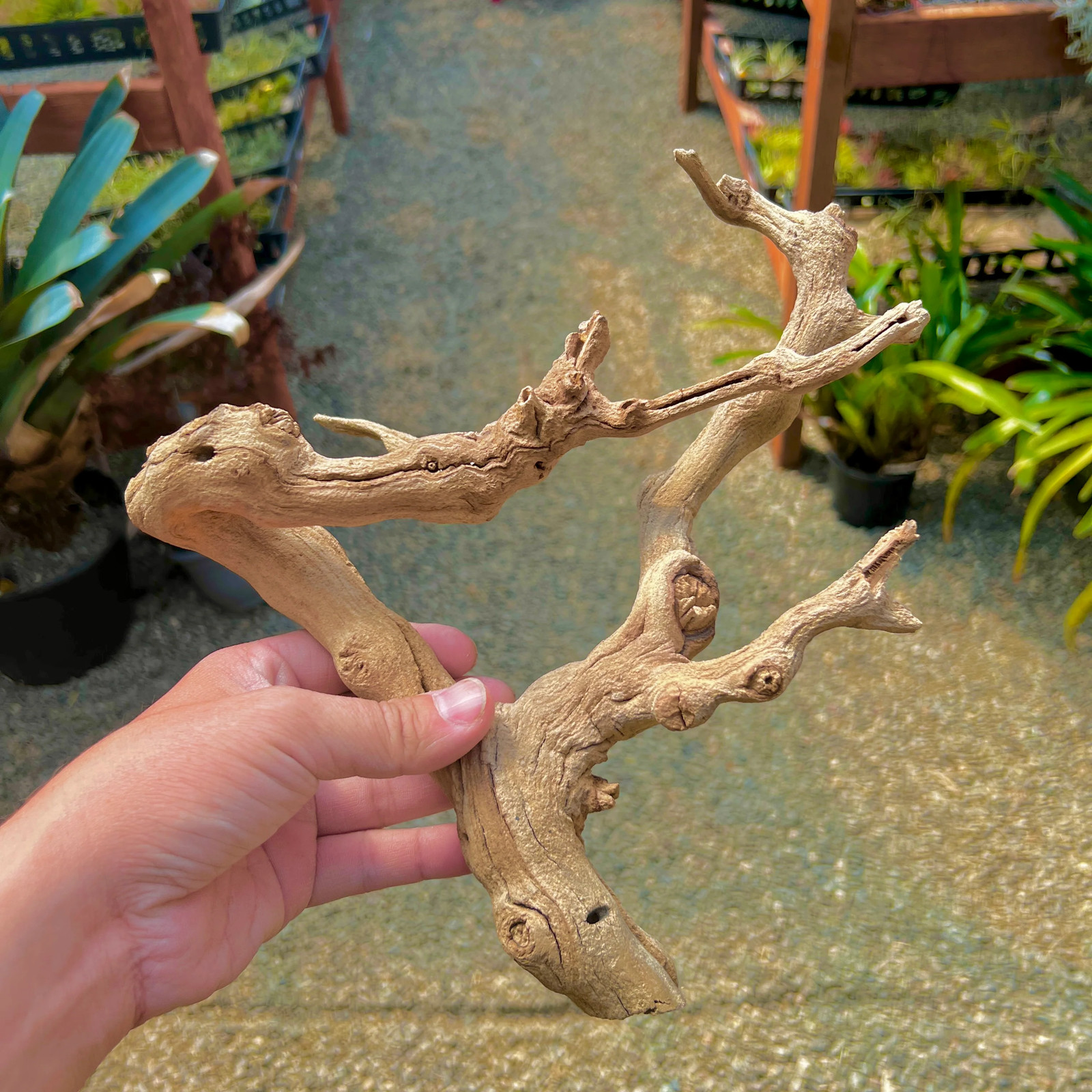 Sandblasted California Grapewood Branch (From Zin Vines That Are 100+ Yrs Old!)