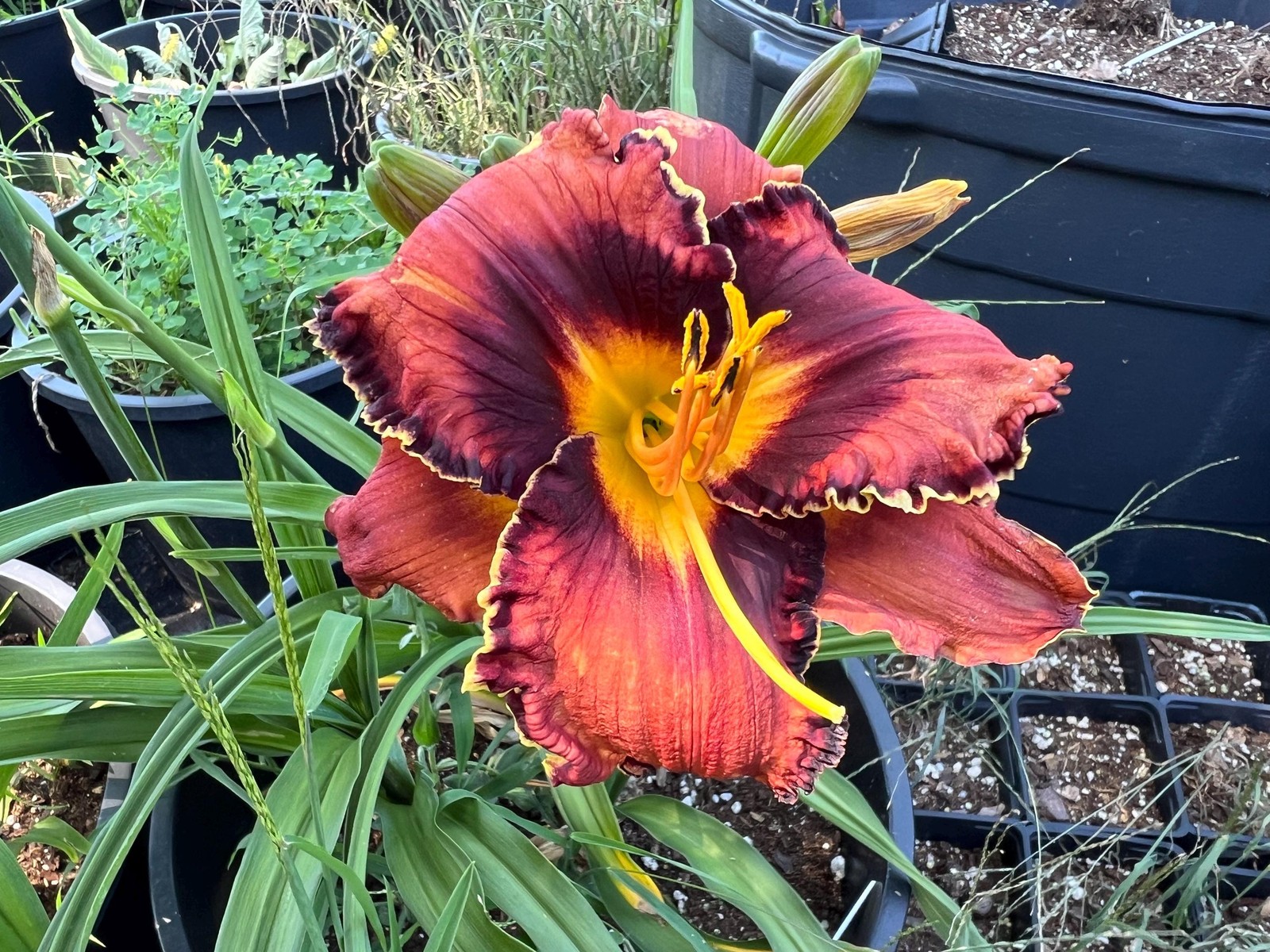 PLUM PERFECT Ruffled Eyezone Rebloomer Hemerocallis / Daylily Bare Root Plant