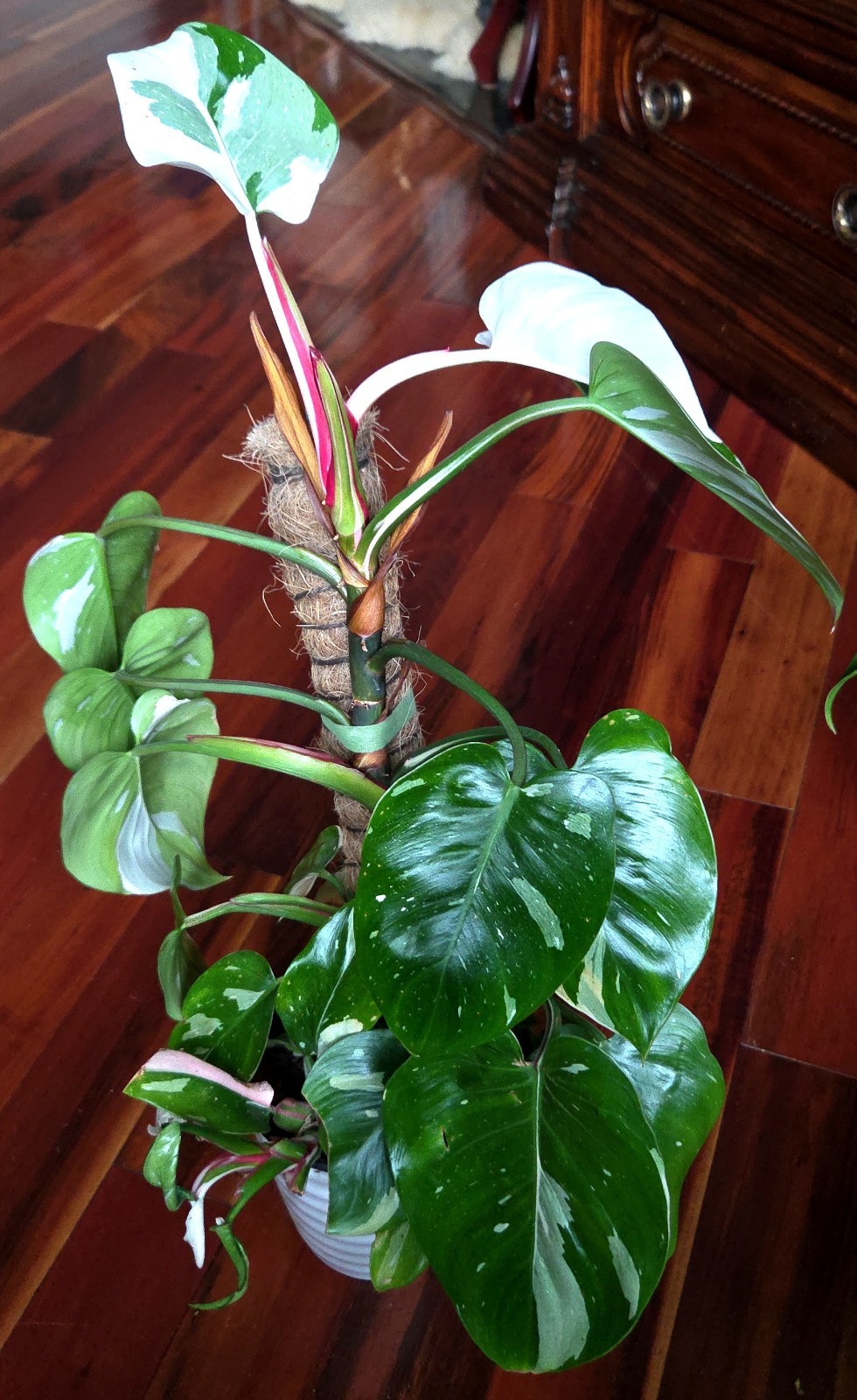 Rare Philodendron White Princess Tricolor 25″ Tall w/ Pups Not Aroid Anthurium