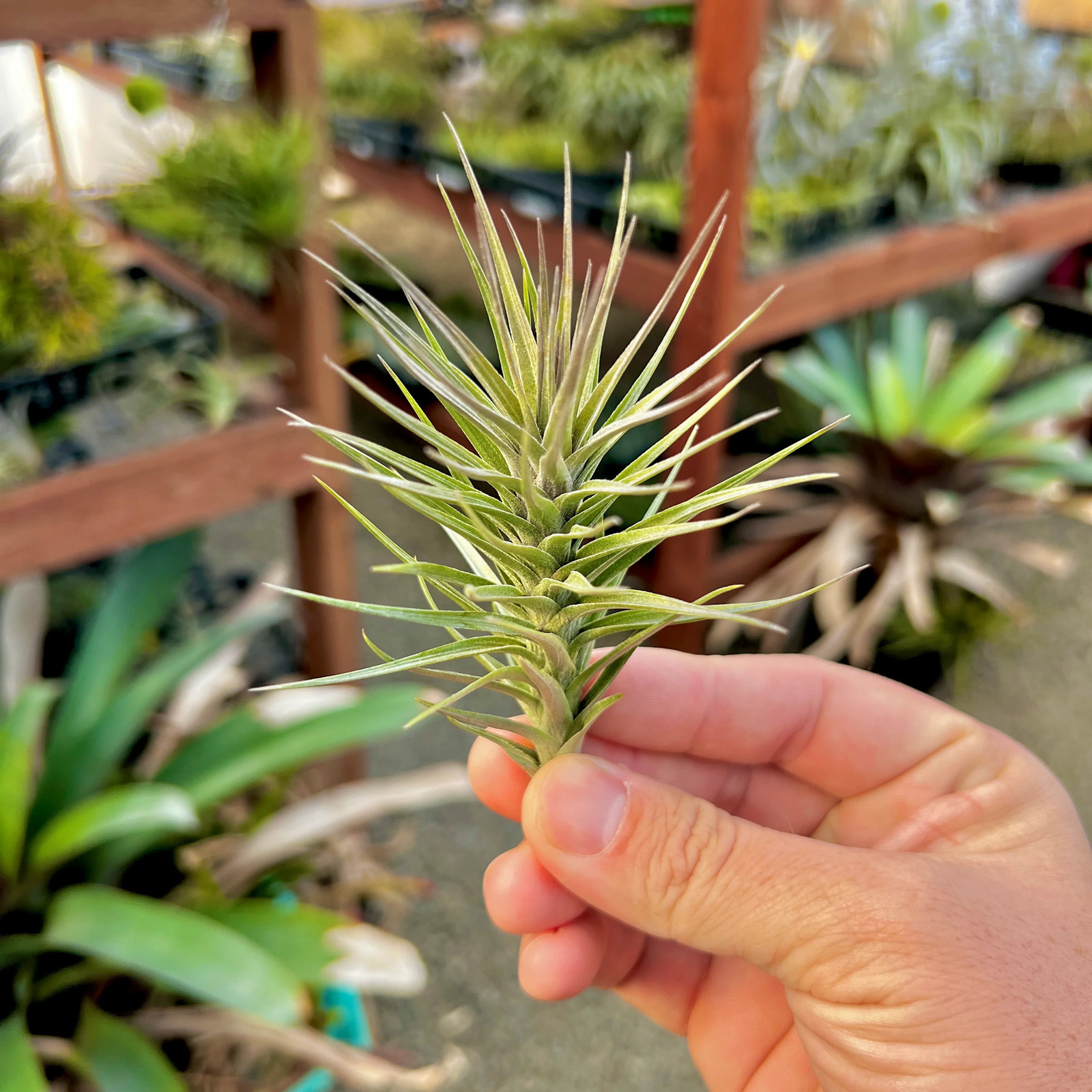 Araujei Purple Star Air Plant (Small Beautiful Form With Natural Purple Color)