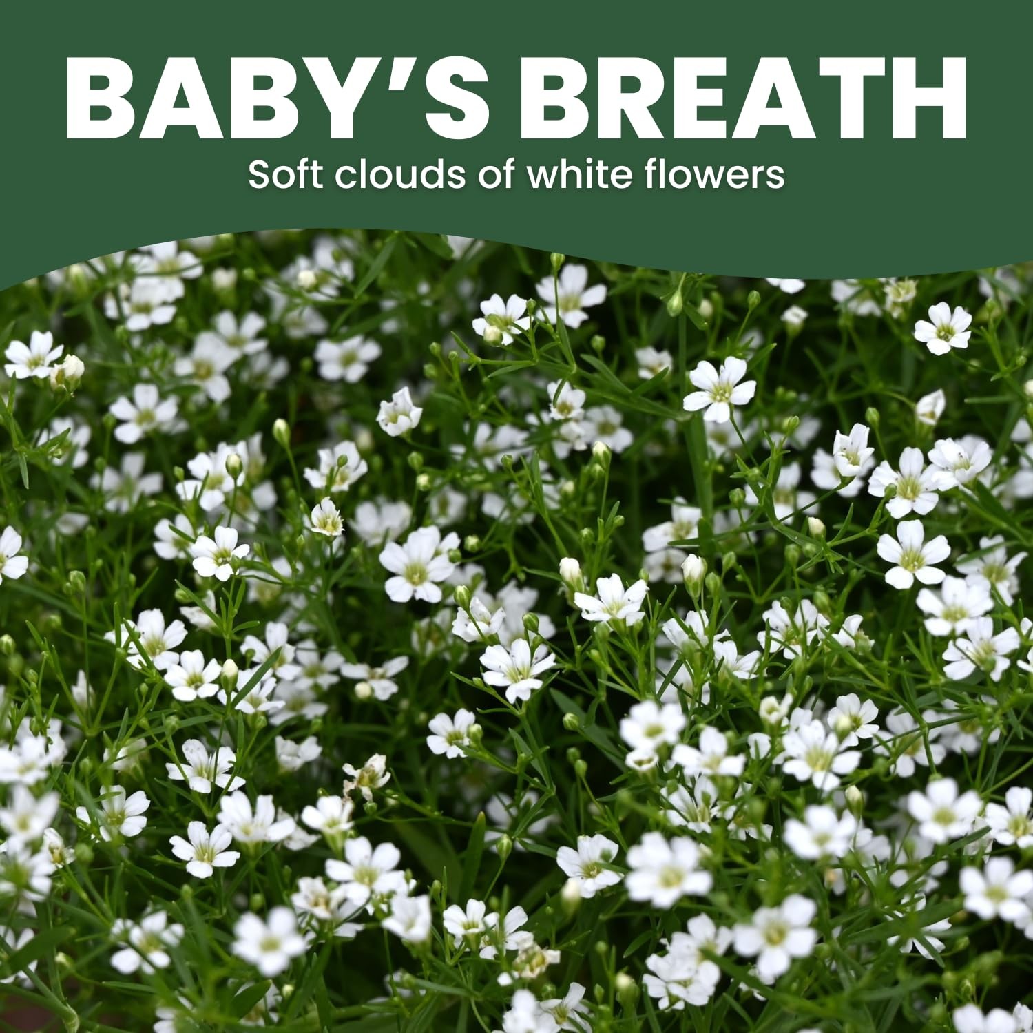 Buy 90,000 Baby’s Breath Seeds for Planting – 4 Ounce Pouch, 2026 Season