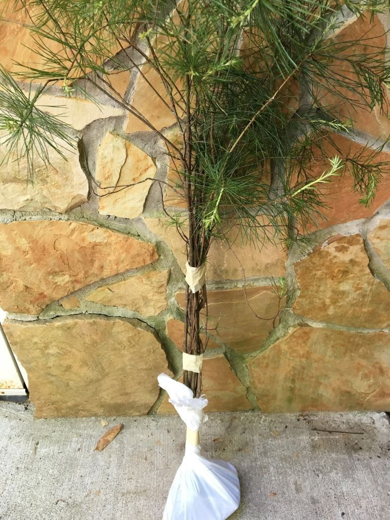 Smokey Mountain Grown(3)WHITE PINE TREES 20″- 24inch STARTER SEEDLINGS Ref#STX.