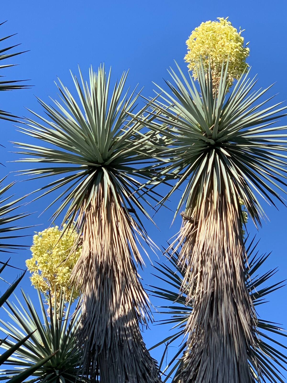 10 BLUE YUCCA TREE SEEDS (Yucca rigida) Exotic “RARE” Agave Cold Hardy~Zone 5