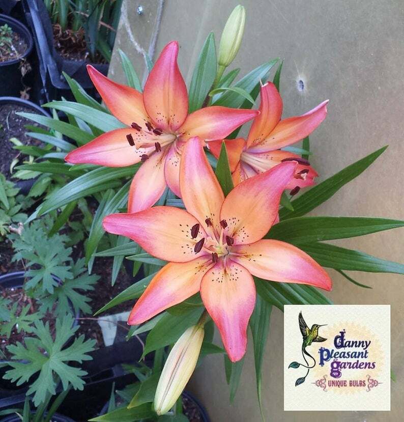 ROYAL SUNSET LILY FLOWER BULBS HARDY PERENNIAL PLANTS GROW 42″ TALL SUMMER BLOOM