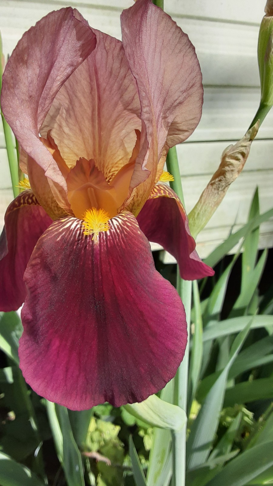 3 “Indian Chief” Tall Beaded Iris Rhizomes, Plants. 28-30″ Tall, Color as Shown