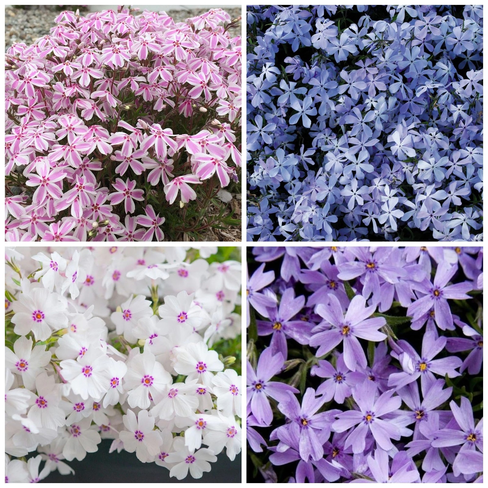1200+ Creeping Phlox Seeds for Planting – Annual Phlox Seeds Perennial Ground…