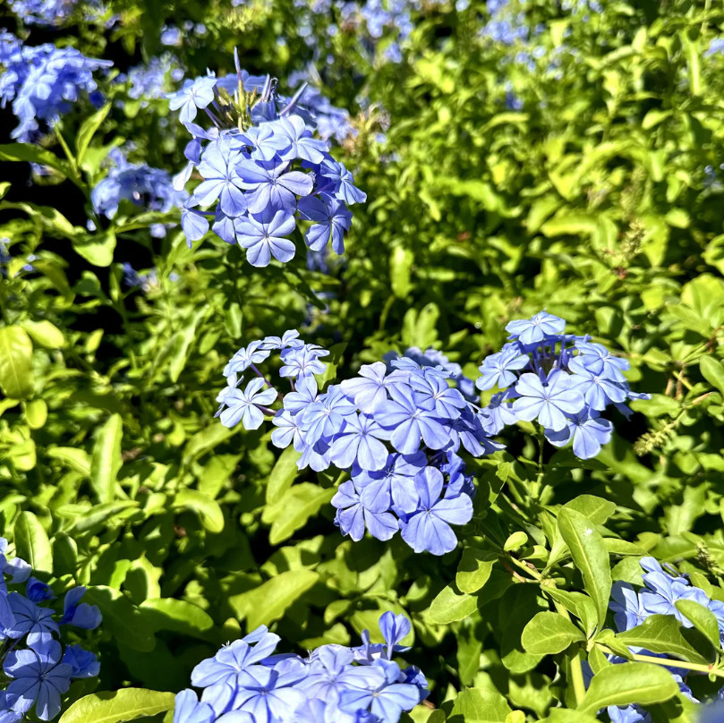 Live Blue Plumbago Plant – Plug Seedling – 5–7″ Tall – Indoor/Outdoor Garden