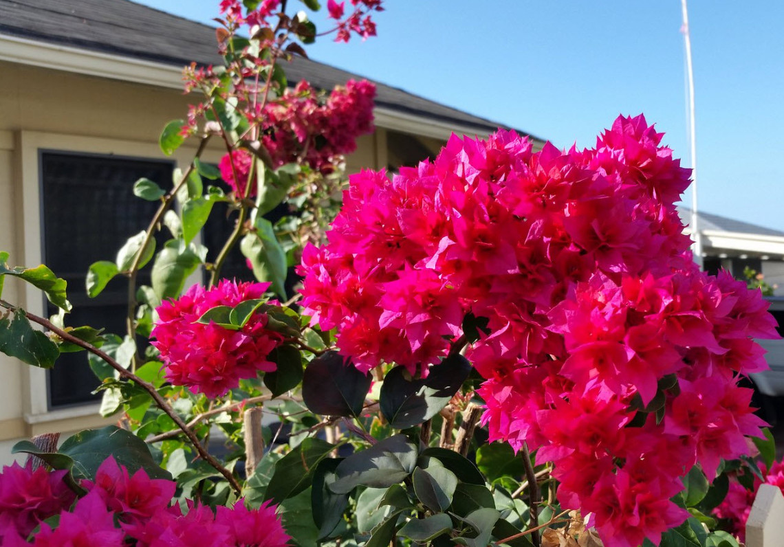 Set 2 Live Double Red Bougainvillea Plants – 4–6″ Tall – Ship No Pot