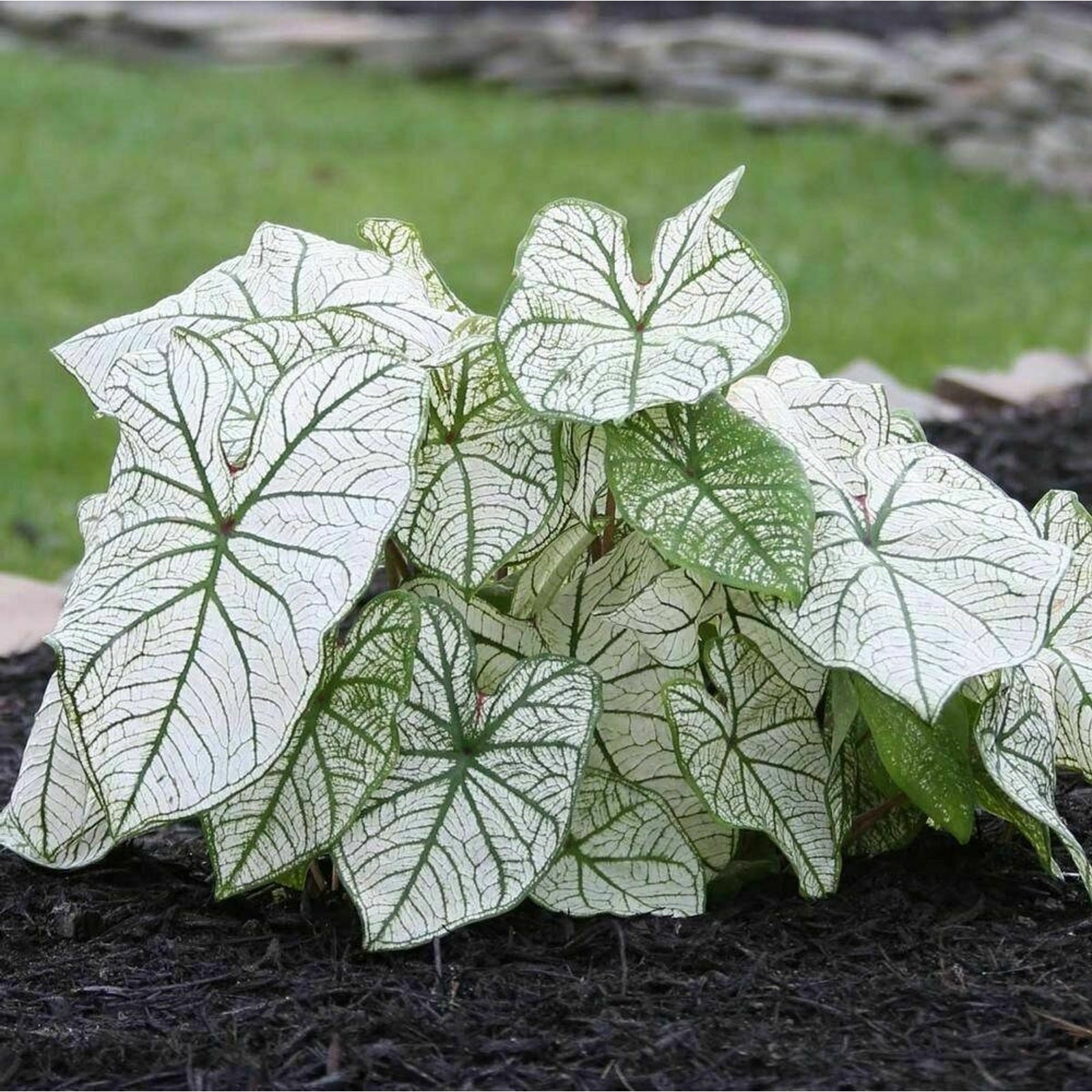 Fancy Caladium White Christmas Bulbs Size #1 For Planting Heirloom 2026 Spring