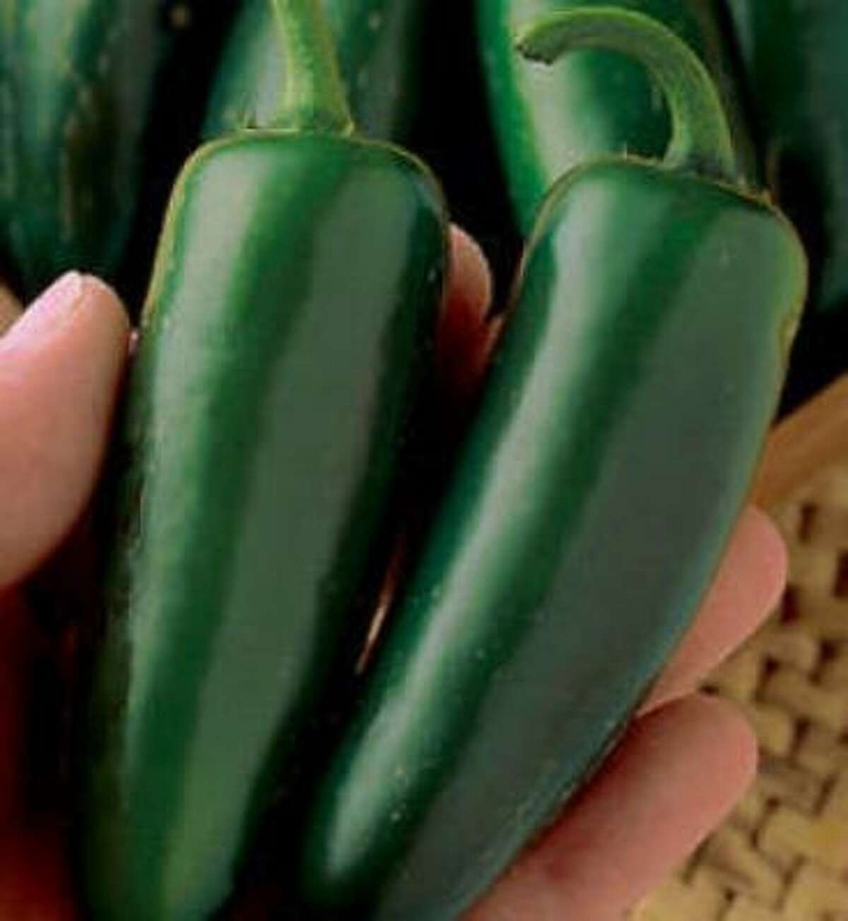 Mucho Nacho Jalapeno F1 Jalapeno Pepper: 10 Treated Seeds, Free Shipping!