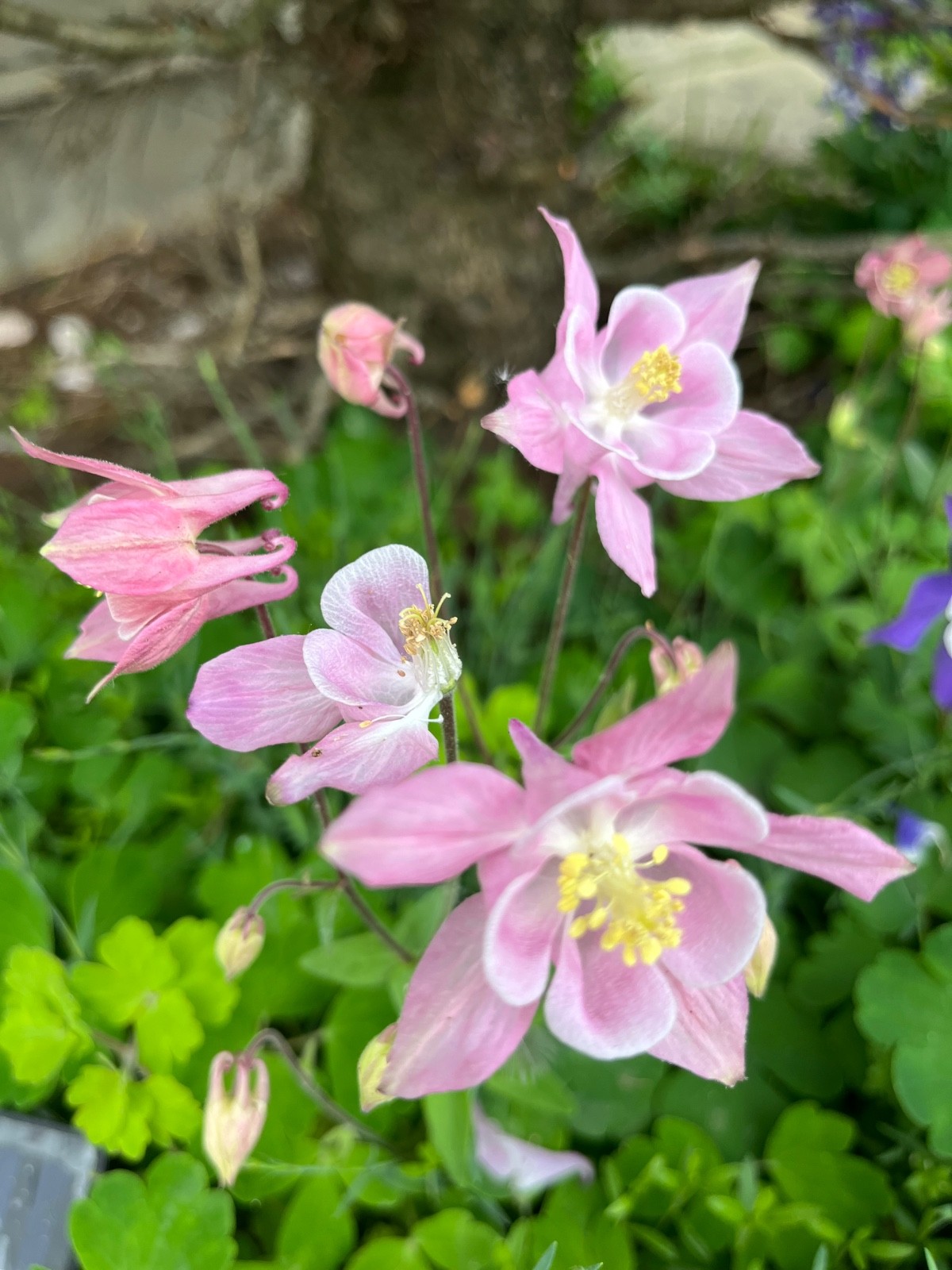 Blue & Pink Columbine Seeds 50, Perennial,Deer Resistant