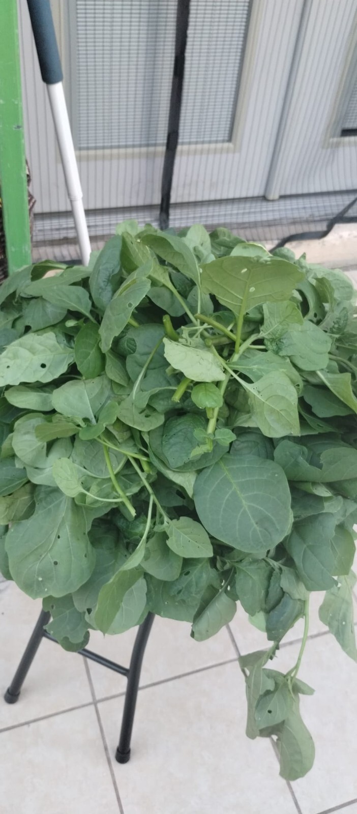 Seed Njama Njama ( small leaf) Garden Huckleberry, African nightshade 500 seeds