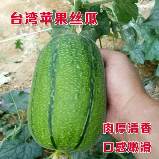 15 Taiwan APPLE LUFFA Hybrid Seeds 蘋果絲瓜 Very Sweet Can Be Eaten Raw. 2025 Seeds.