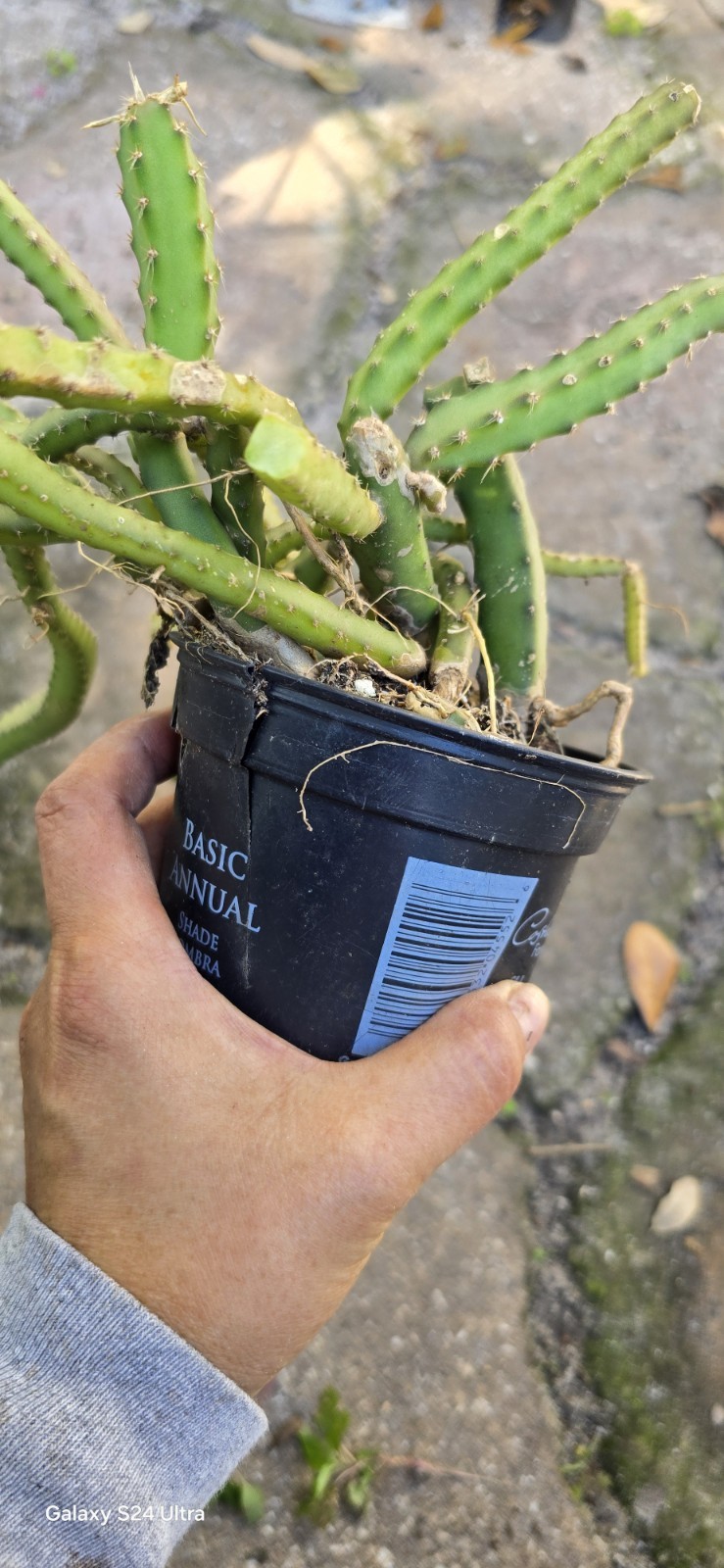 Selenicereus Pteranthus Plant Well Rooted In 4 Inches Nursery Pot