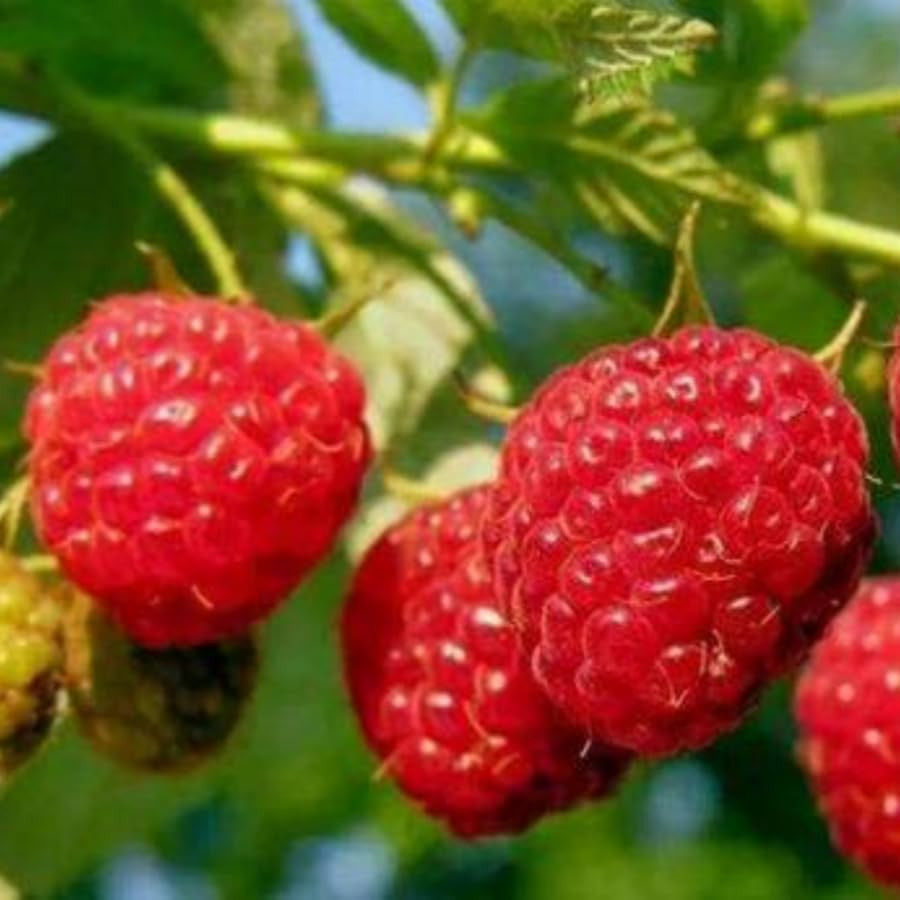 Mixed Berry Seeds Variety Pack – Grape, Blueberry, Raspberry & Strawberry (Total