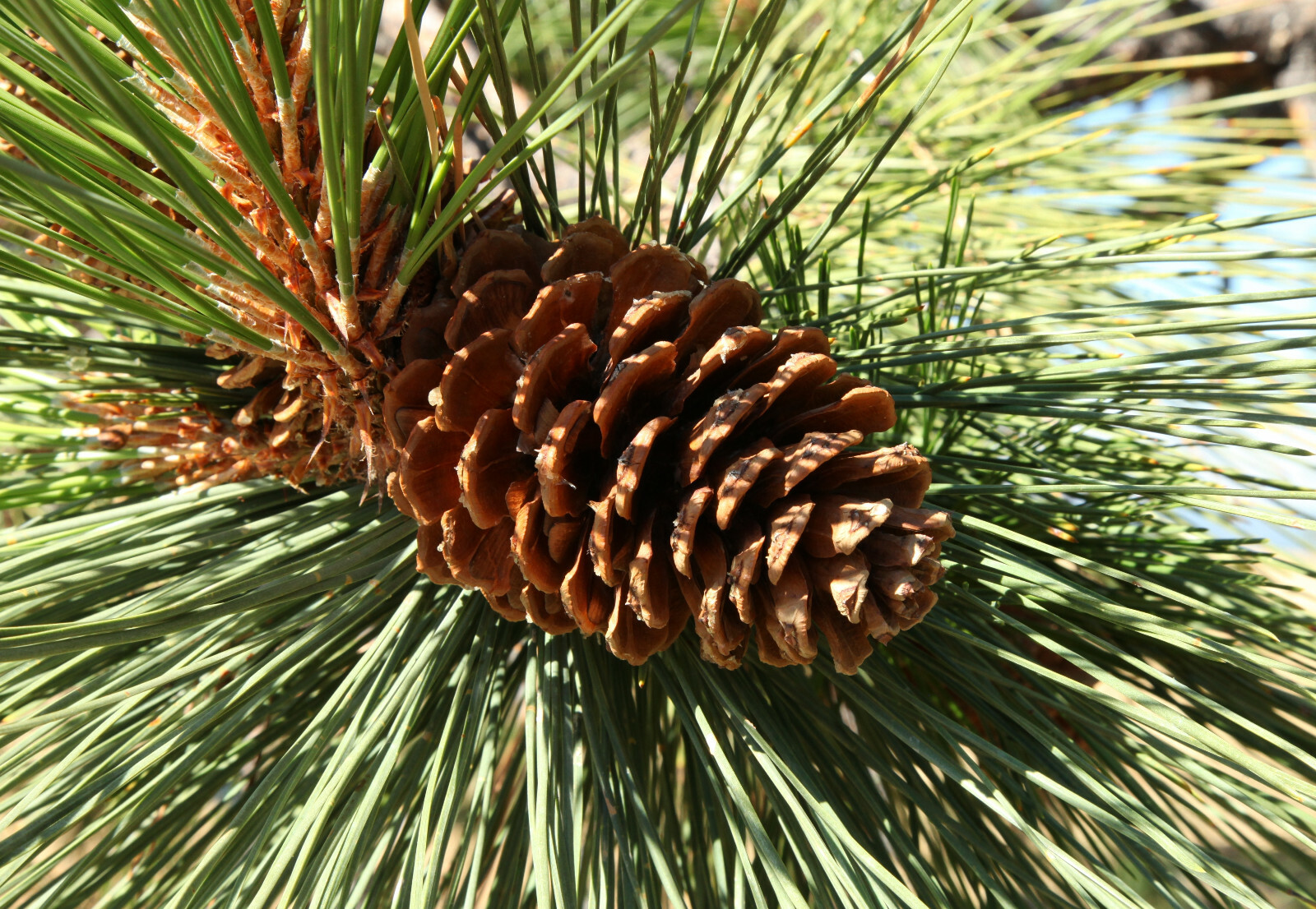 Ponderosa Pine potted tree seedling Landscape, Timber Tree, Bonsai