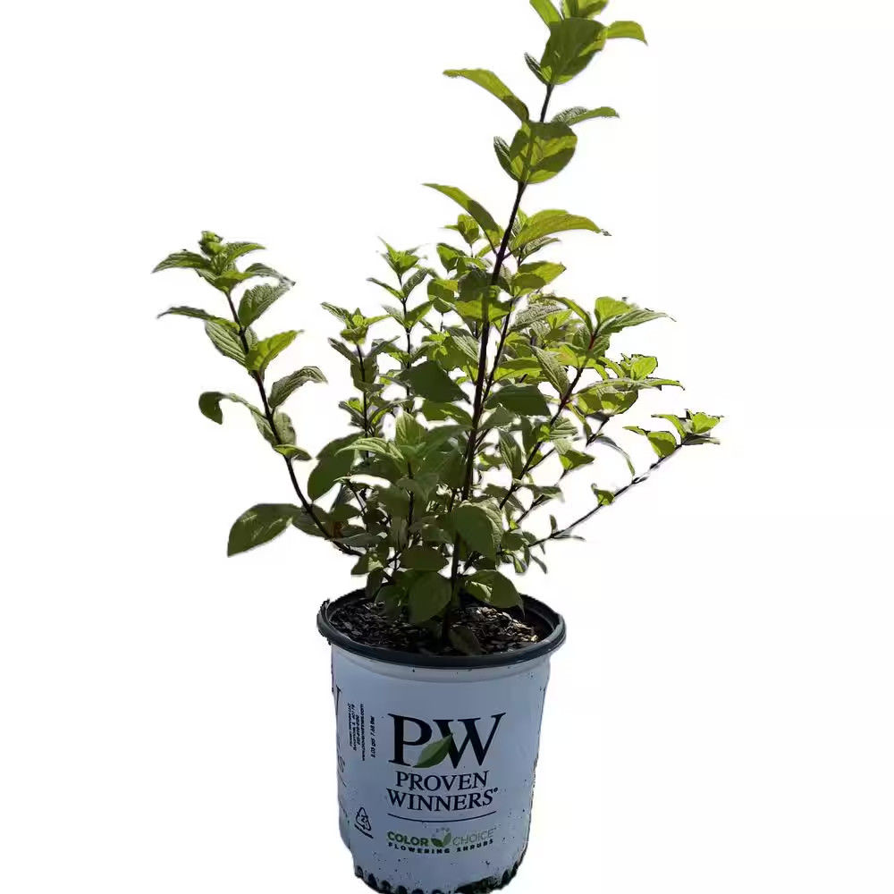 2 Gal. Fire Light Hydrangea (Hydrangea Paniculata) Live Flowering Plant with Cre